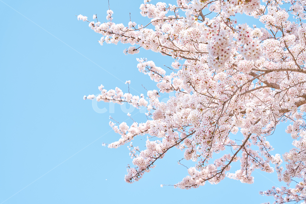 blossom,cherryblossom,벚꽃,꽃,봄,spring,sky,맑음,하늘,청량