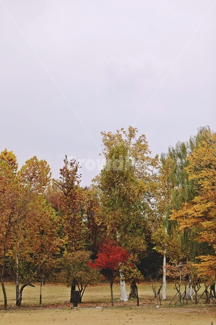나무,낙엽,공원,fallenleaves,park,tree,colorfull,가을,계절,fall,autumn,season,plant,식물,fir,전나무