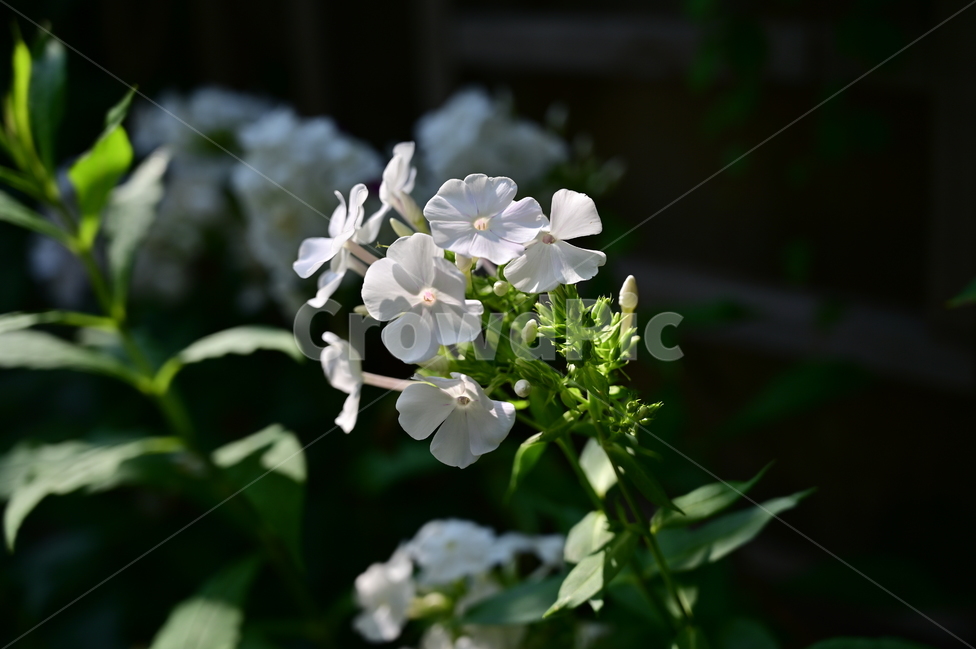 꽃,flower,식물,자연,들꽃