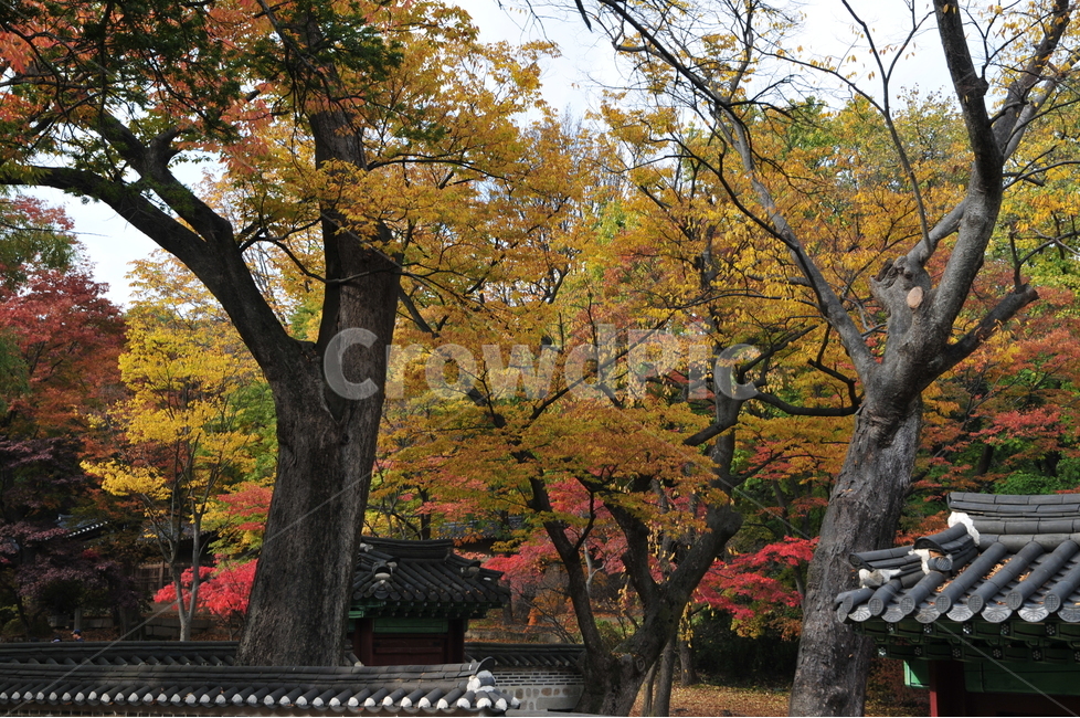 창덕궁,후원,단풍,가을,고궁,자연,풍경,nature,landscape,한국자연풍경,한국자연경관,korea nature landscape,한국전통,한국문화,korean traditional,korean culture,tree,나무,plant,식물,tree trunk,나무 줄기
