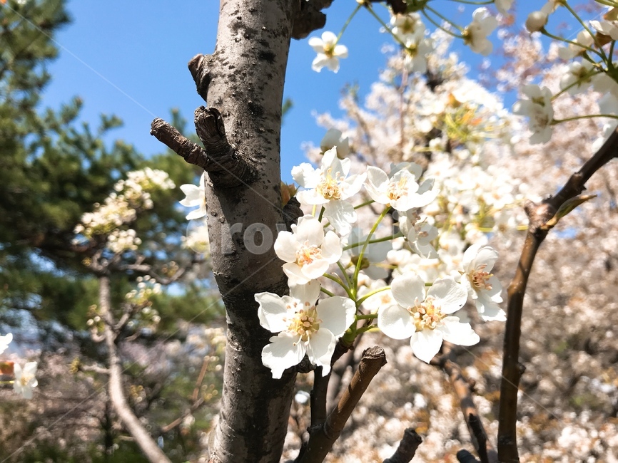 봄,벚꽃,분홍,봄날씨,산책