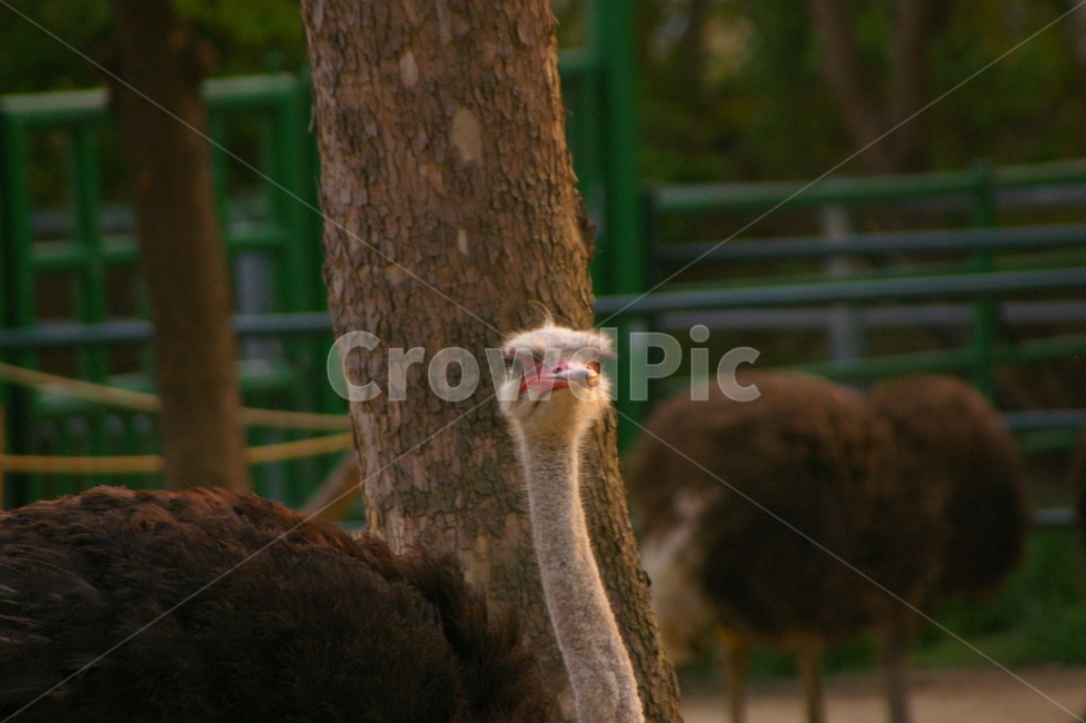 동물,animal,ostrich,새,bird,타조,동물,animal,조류,새,birds