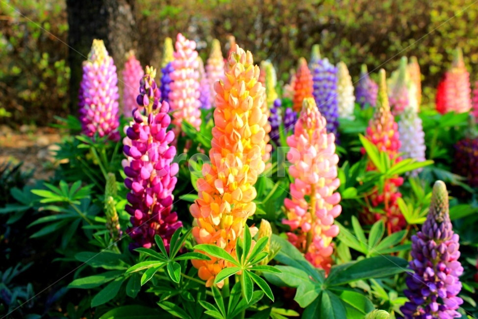 루피너스,꽃,식물,봄꽃,봄,lupine,lupinus,flower,plants,주황색,보라색,분홍색,자주색