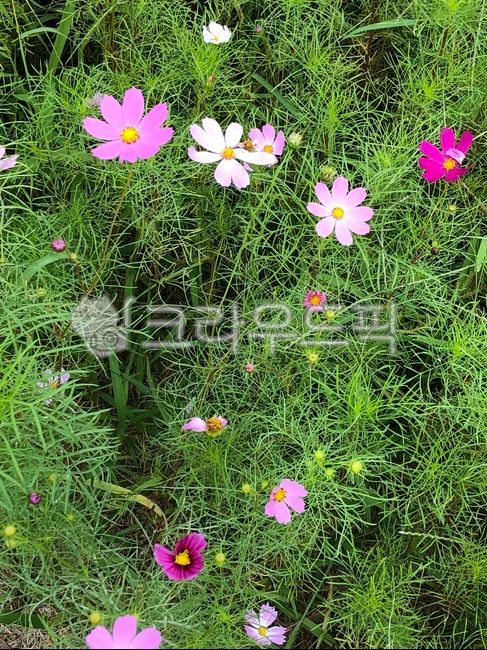 flower,코스모스,가을꽃,가을분위기,꽃