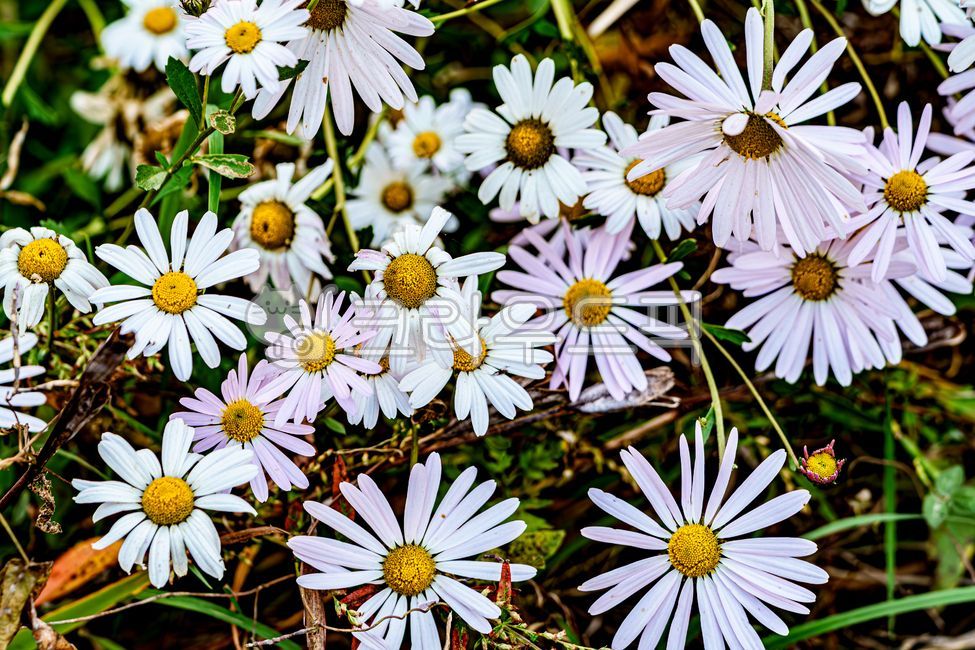 가을꽃,구절초,들국화,플라워,flower,식물,자연,koreanchrysanthemum,토종꽃