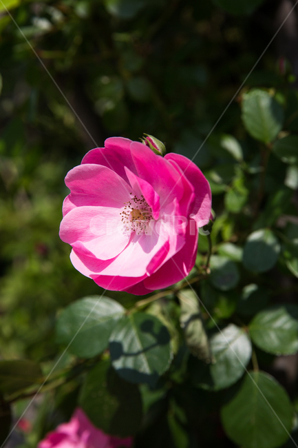장미,꽃,식물,빨강,잎,공원,나무,식물,자연,plants,nature,꽃,flower