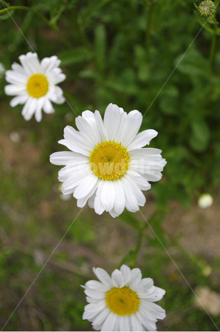 꽃,식물,color,flower,plant,식물,자연,plants,nature,꽃,flower