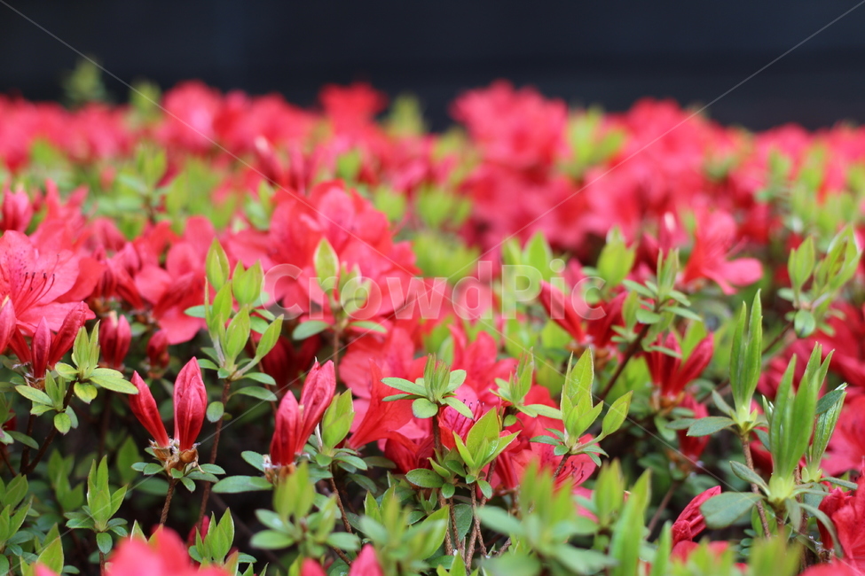 봄,꽃,철쭉,빨간꽃,꽃이미지,식물,자연,plants,nature,꽃,flower