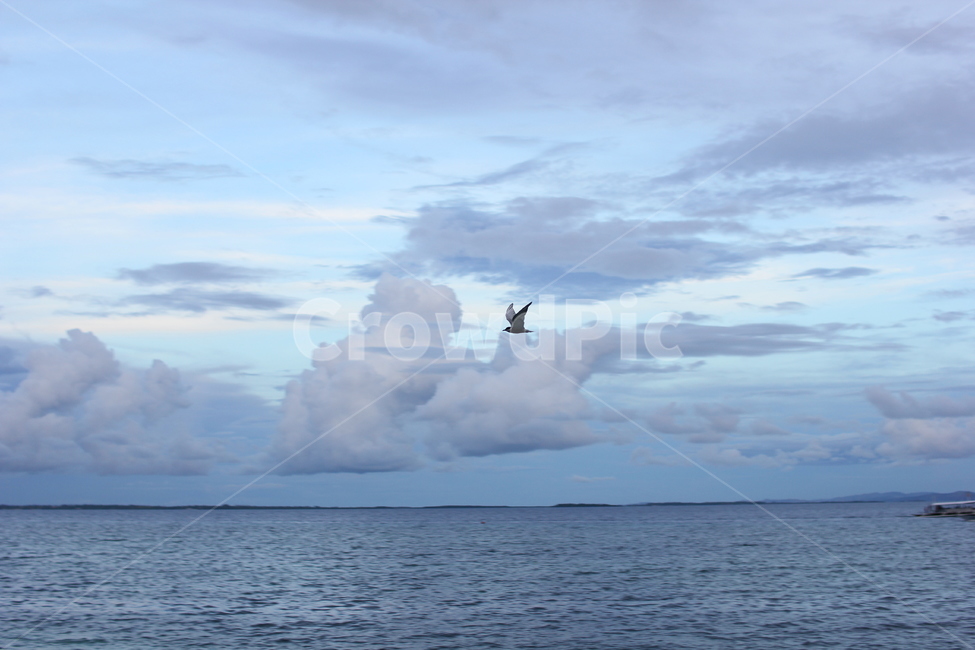 동물,자연,새,비행,bird,fly,sky