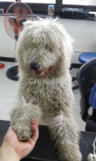 animal,mammal,동물,개,dog,강아지,동물,animal,포유류,mammal,개,강아지,dog,doggy