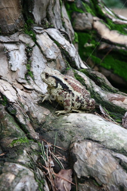 소나무,두꺼비,개구리,자연,숲속,이끼,동물,animal,파충류,양서류,reptile,amphibian