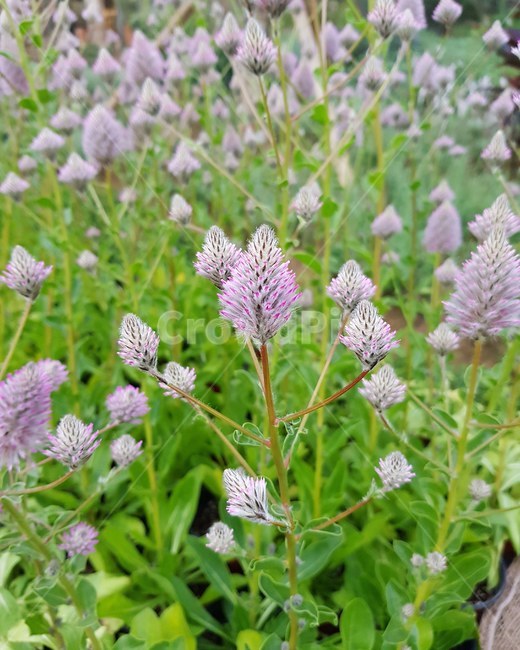 꽃,식물,보라색,수목원,식목원,향기,향,분홍색,flower,생화,잎사귀,풀,계절,마당,식물,자연,plants,nature,꽃,flower