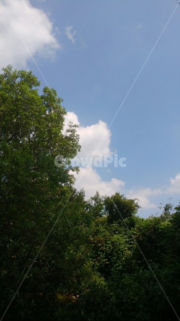 구름,나무,초록,배경,자연,자연,풍경,nature,landscape