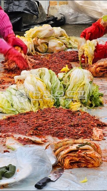 김장,배추,겨울김장,김치,배추김치,시골