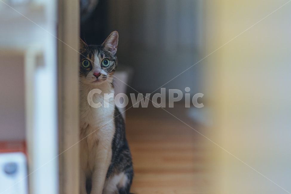 동물,고양이,코리안숏컷,애완동물,반려묘,동물,animal,포유류,mammal,고양이,cat,kitten,kitty