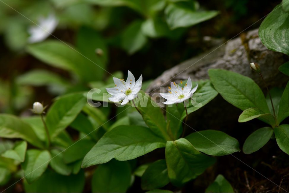 참기생꽃,야생화,식물,자연,생태,꽃,힐링,플라워,wildflower,flower,plants,nature,season,감성,느낌,emotion,feeling,앵초목,앵초과,기생꽃속,여러해살이풀,희귀식물,식물,자연,plants,nature,꽃,flower