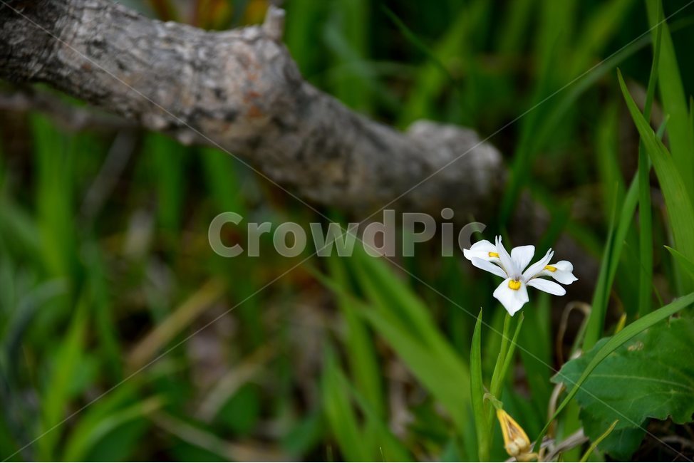 노랑무늬붓꽃,야생화,꽃,식물,자연,생태,플라워,flower,plants,nature,식물,자연,plants,nature,꽃,flower