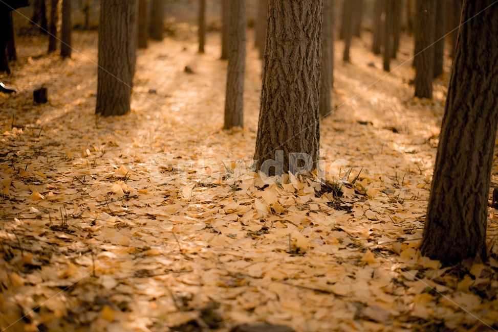 가을,은행나무,은행나무숲,가을햇살,브라운,가을,계절,fall,autumn,season,자연,풍경,nature,landscape,식물,plants,나무,trees,wood,감성,sensible,feeling,tree,plant,tree trunk,나무 줄기