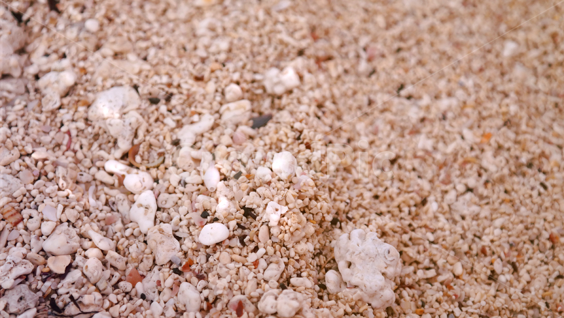 모래,산호해변,서빈백사,산호,조개,자연,백사,해변,바다,beach,sea