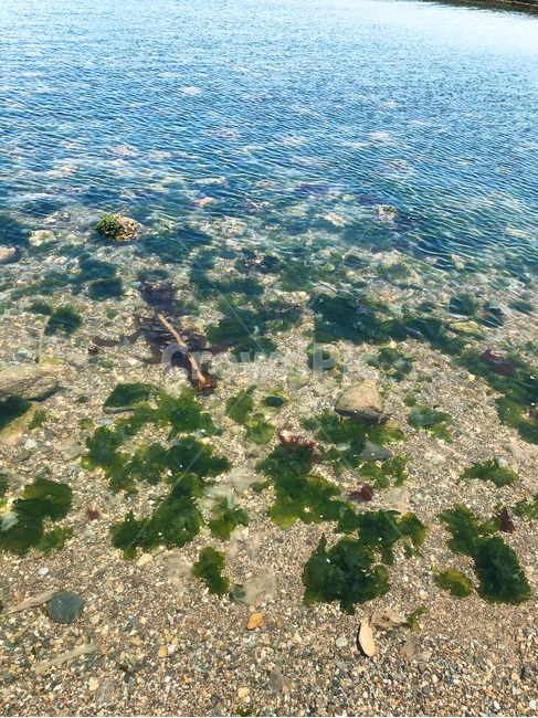해안가,바다,자연,풍경,배경,화사함,자유,힐링,휴가,휴식,쉼터,산책,nature,야외,자연광,초록,푸른