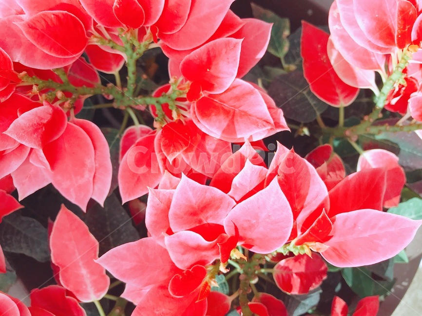 꽃,식물,핑크,배경화면,여름,식물,자연,plants,nature