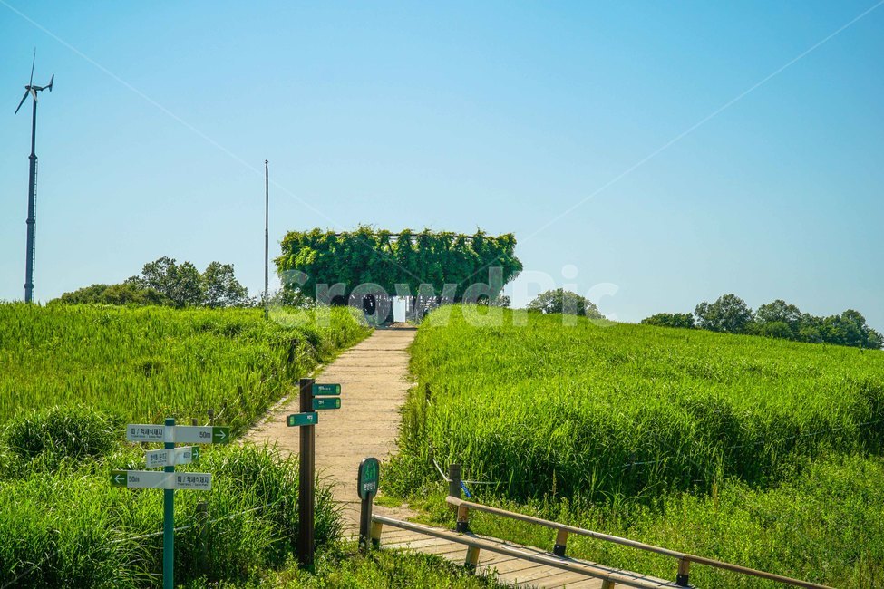 옥외,자연,nature,하늘공원,억새,경치,들,자연,풍경,nature,landscape,outdoors