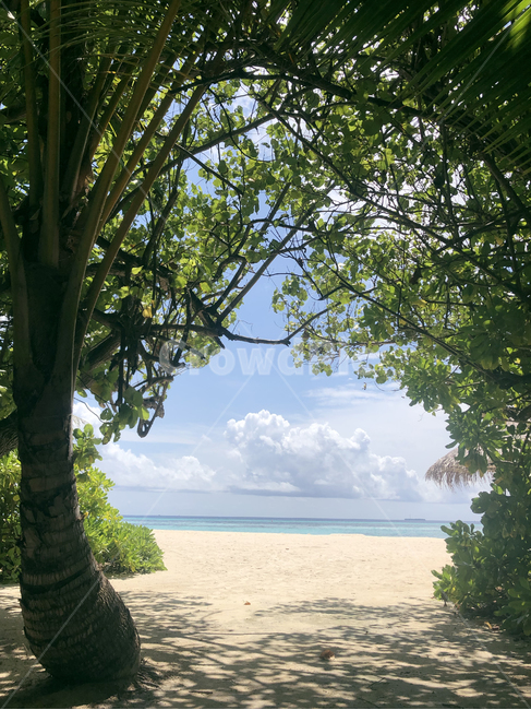 몰디브,maldives,휴양지,섬,island,하늘,나무,tree,tropical,트로피칼,sky,구름,cloud,자연,nature,outdoors,옥외,숲,forest,여름,summer,frame,shadow,그림자,해변,식물,treetrunk,나무줄기,plant,sand,sandbeach,beach,coast,sea,ocean,바다,바닷가,green,blue,트로피컬,자연,풍경,nature,landscape,해변,바다,beach,sea