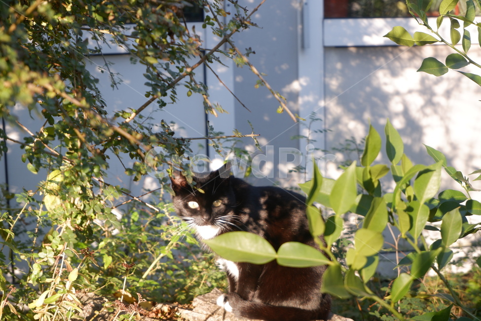 길고양이,고양이,감성,식물,자연