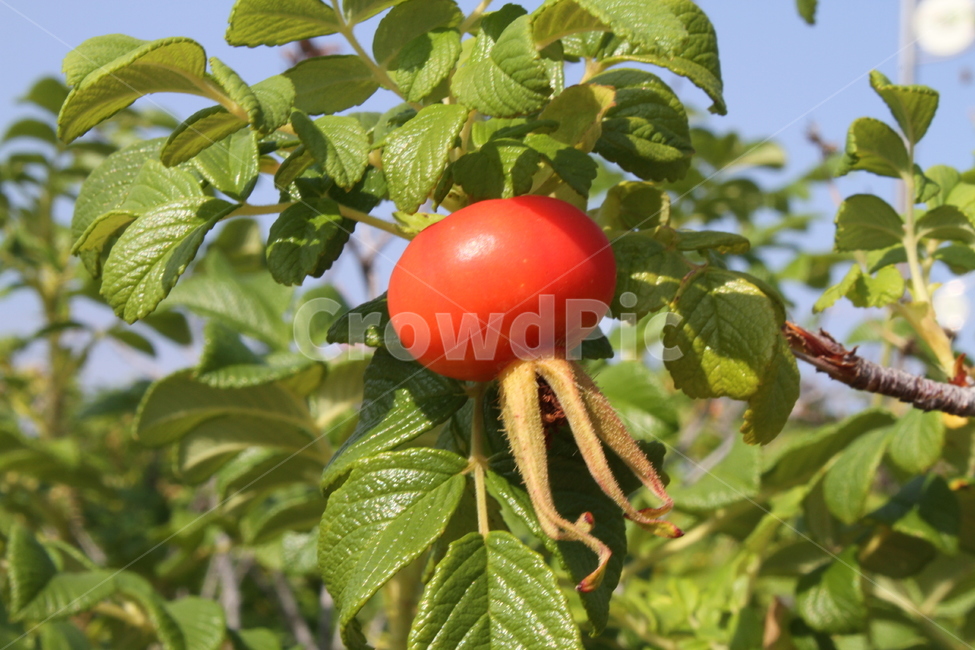 해당화,해당화열매,식물,종자,fruit,Rosarugosa,열매,식물,자연,plants,nature,과일,열매,fruit