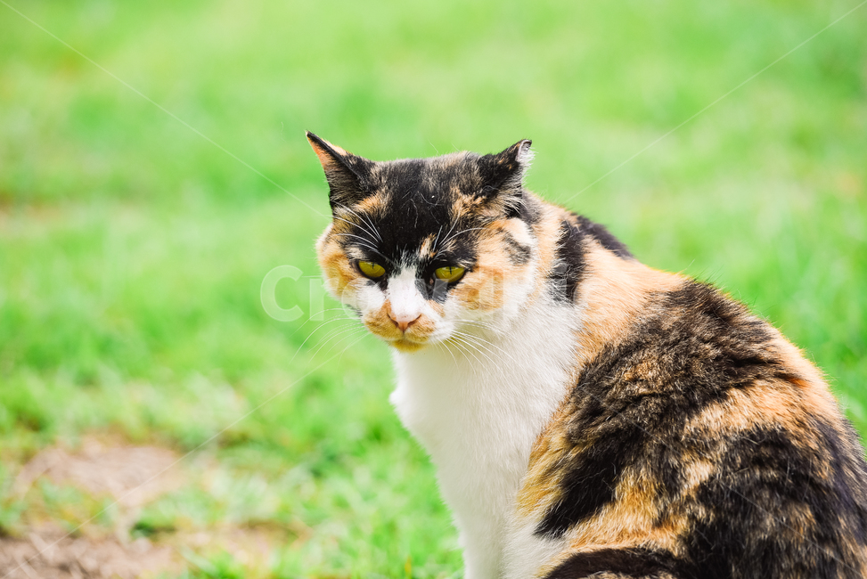 고양이,캣,냥냥이,길고양이,삼색이,치즈냥,냥,cat,동물,동물,animal,포유류,mammal,고양이,cat,kitten,kitty