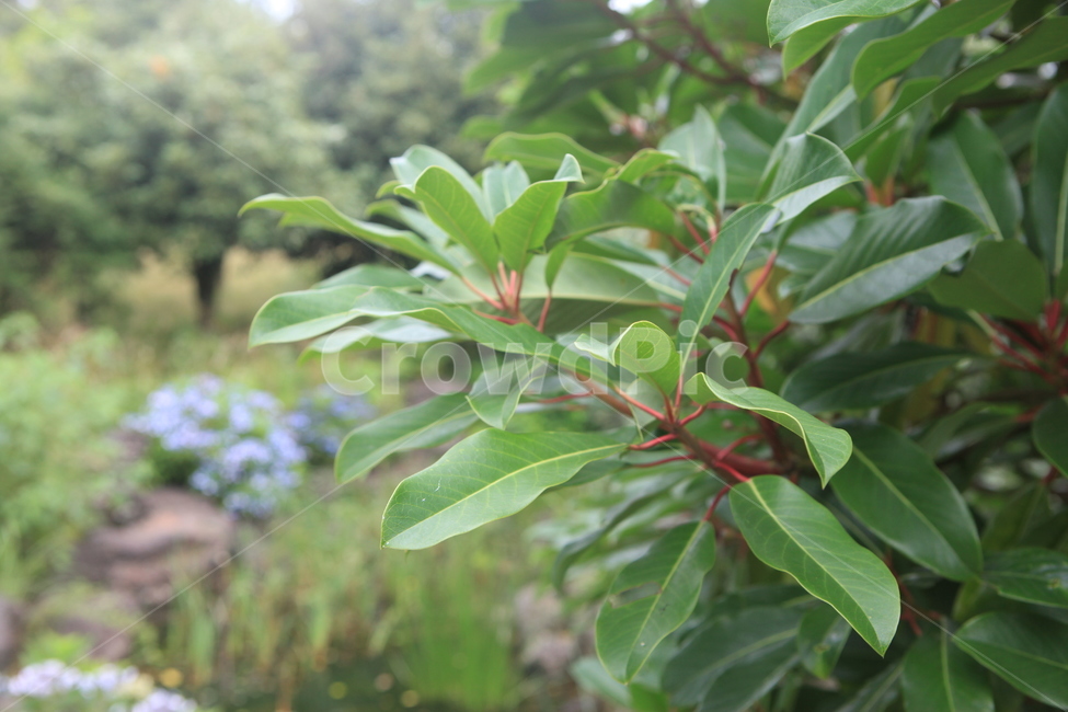 leaf,잎,plant,식물,나무,tree