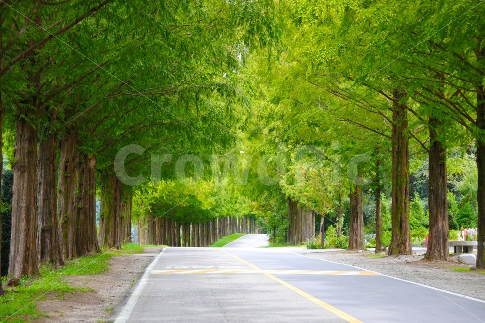 풍경,진안,메타쉐쾨이어,가로수길,바탕화면,자연,풍경,nature,landscape,휴식,힐링,rest,relaxation,healing,road,도로