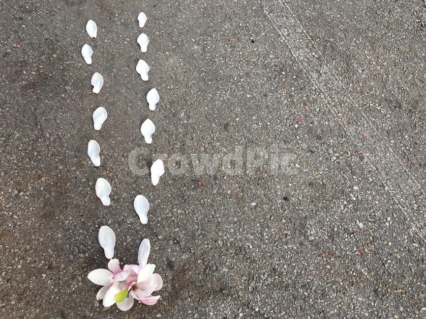 목련,목련꽃길,꽃길,발자국,발자욱,꽃발자국,꽃발자욱,백목련,아스발트,아스팔트