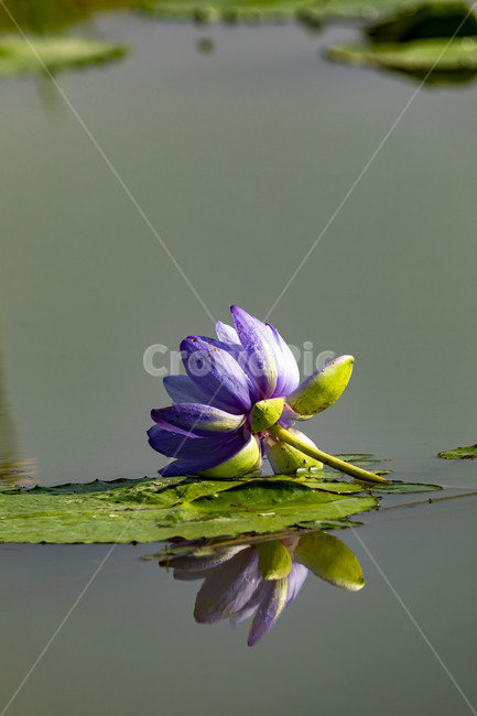 수련,연꽃,연잎,부엽식물,수상식물,연못,습지,청순,반영,식물,꽃,flower,감성,관곡지,식물,자연,plants,nature