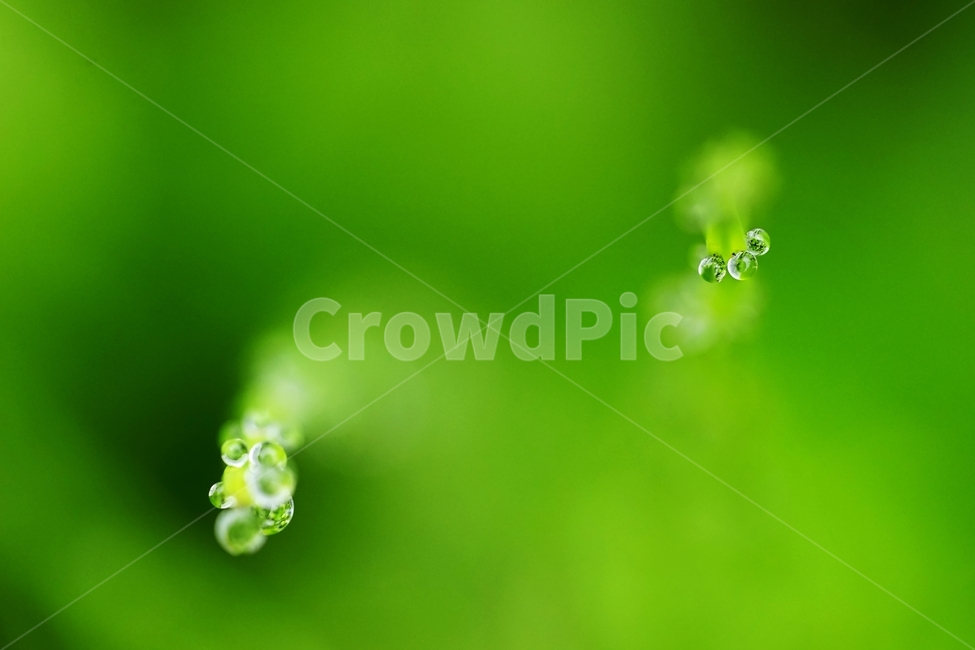 이슬,아침이슬,풀,쇠뜨기,유리구슬,식물,자연,plants,nature