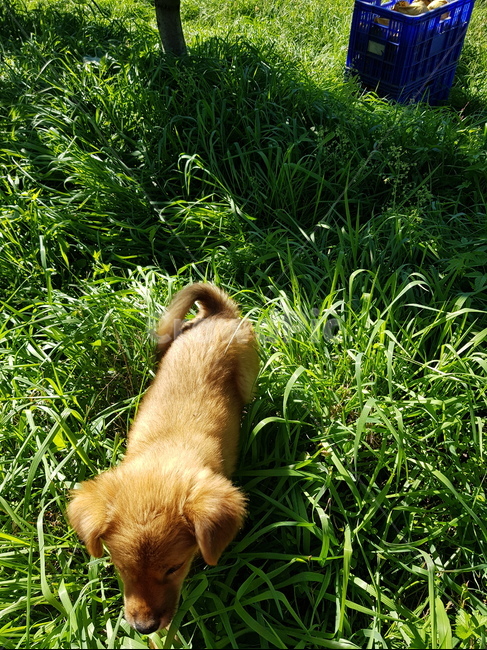 강아지,누렁이,시골개,산책,놀이,반려동물,dog,가족,막둥이,동물,animal,포유류,mammal,개,강아지,dog,doggy