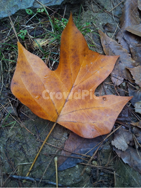 단풍,잎,가을,엽록소,redleaves,낙엽,식물,자연,plants,nature