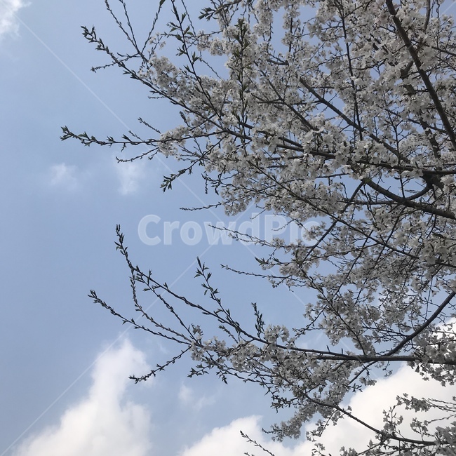 벚꽃,하늘,봄,공원,나무,봄,계절,spring,season,tree,plant,식물