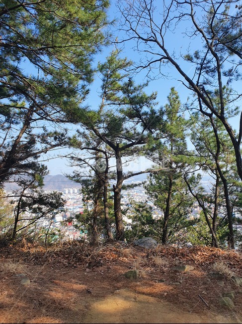 tree,나무,plant,식물,abies,아비,fir,산,mountain,sky,초록색,green