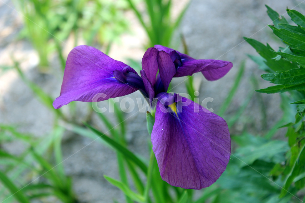 꽃,자연,보라색,봄,산,여름,향기,식물,자연,plants,nature,꽃,flower