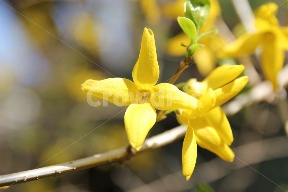 봄꽃,나무,식물,flower,blossom,꽃,개나리,노란색