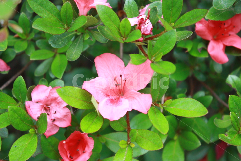 꽃,red,pink,green,자연