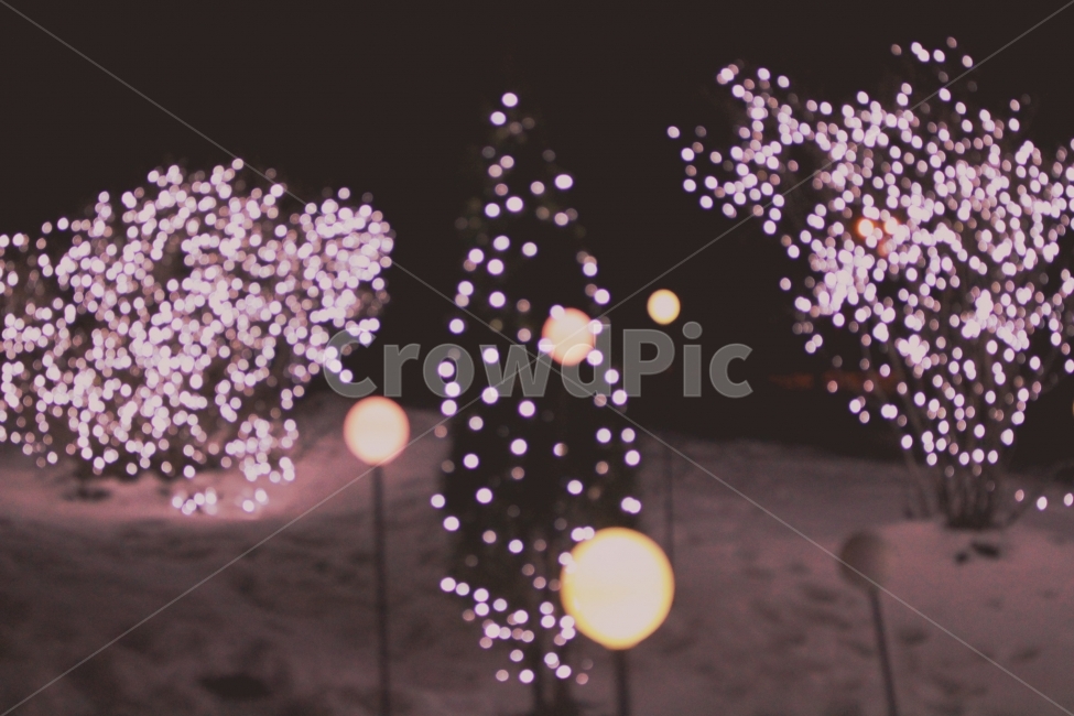 크리스마스,성탄절,christmas,트리,보케,조명,분위기,겨울,데이트,겨울데이트,겨울분위기,겨울거리사진,조명사진,조명인테리어,크리스마스분위기,크리스마스사진,겨울,계절,winter,season,야경,밤,풍경,nightscape,night,landscape,기념일,축하,anniversary,congratulation,celebrate,celebration,메리크리스마스,성탄절,merry christmas,감성,sensible,feeling,plant,식물,blossom,꽃,flower,tree,나무