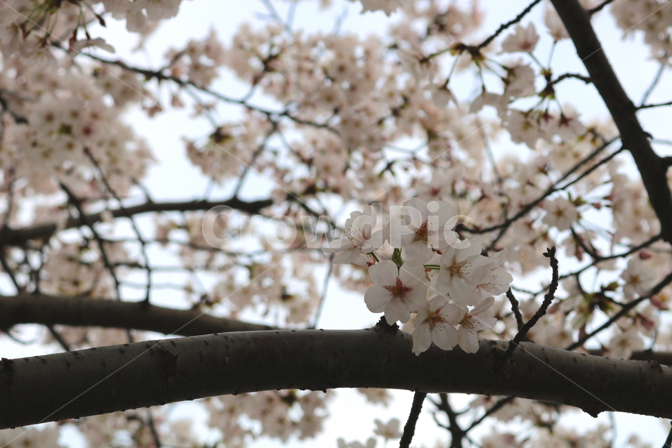 벚꽃,벚나무,벚꽃나무,나무,식물,꽃,장미과,봄,자연,봄,계절,spring,season,식물,자연,plants,nature,꽃,flower,plant,blossom