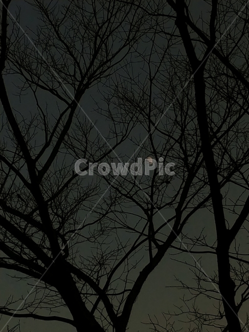 달,저녁,나무,나뭇가지,흑백,야경,밤,풍경,nightscape,night,landscape,식물,자연,plants,nature,나무,trees,wood,outdoors,옥외,outer space,대기권 밖,universe,우주,astronomy,천문학
