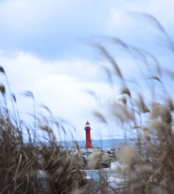 등대,겨울등대,빨간등대,제주도등대,갈대,갈대와등대,겨울,계절,winter,season,등대,lighthouse,grass,잔디,plant,식물