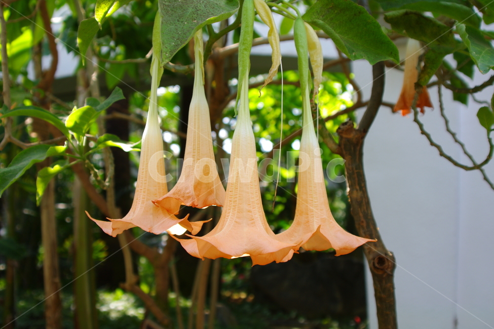 봄,봄경치,plant,식물,꽃,봄꽃,식물,자연,plants,nature