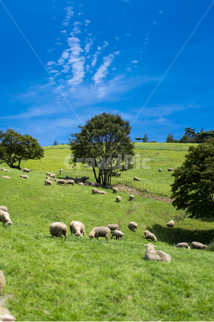 양떼목장,강원도,푸른초원,양떼,여름,자연,풍경,nature,landscape,동물,animal,포유류,mammal,산업,industry,industrial,목축업,목장,livestock farming,ranching,pasture,sheep,양,grassland,목초지,outdoors,옥외,field,들