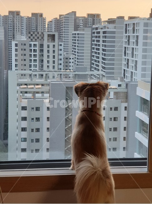 애완동물,개,동물,animal,시선,바라보기,서울살이,기다림