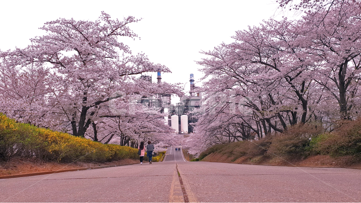 꽃,flower,벚꽃,cherryblossom,도로,봄,벚꽃놀이